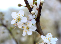 Spring in Baku. Azerbaijan, Baku, 20 apr. 2016